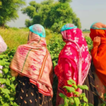 Cotton Picking Training by Sawie