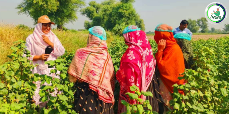 Cotton Picking Training by Sawie
