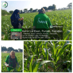 Pest Scouting in Maize Fields