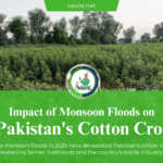 Impact of Monsoon Floods on Pakistan’s Cotton Crop