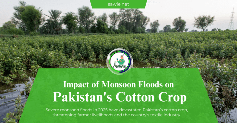 Impact of Monsoon Floods on Pakistan’s Cotton Crop