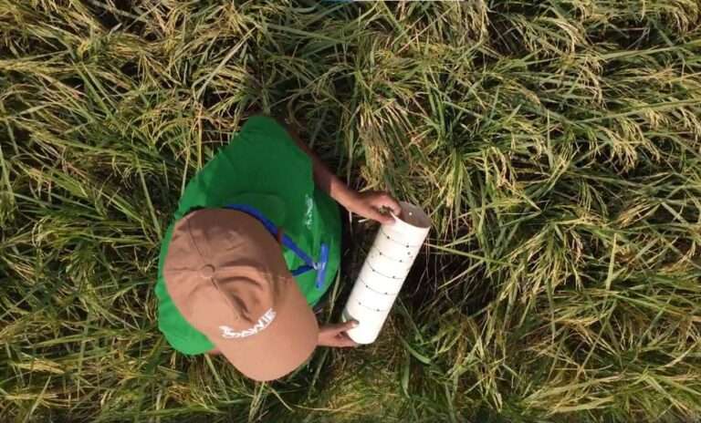 🌾 Rethinking Rice: A Climate-Smart Pathway for Sustainable Rice Production in Pakistan