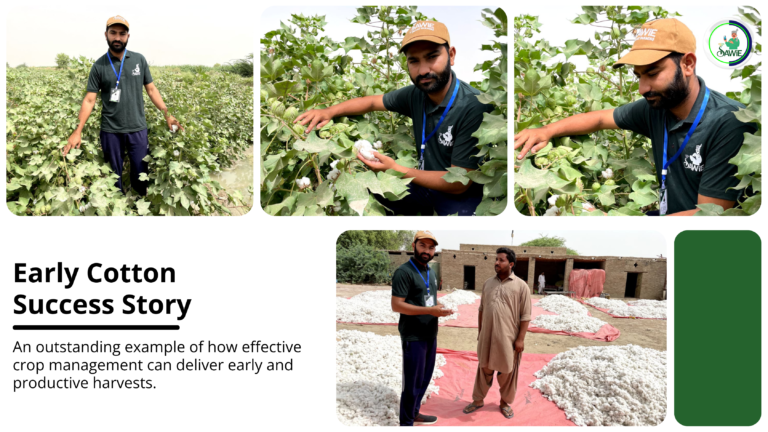 Early Cotton Success Story